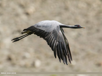 Demoiselle Crane (Grus virgo) - Kostenloses image #466297